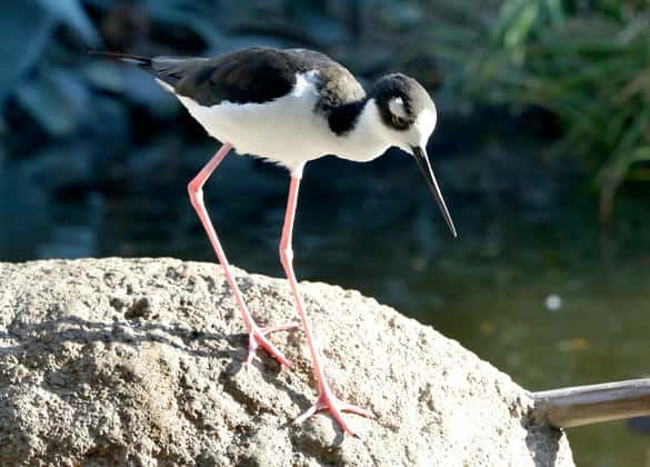 動物図鑑・クロエリセイタカシギ